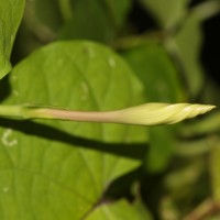 Ipomoea muricata (L.) Jacq.